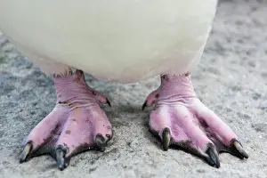 Chrysocome: Saunders Island, Rockhopper penguin (Eudyptes chrysocome)