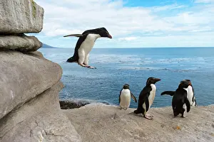 Chrysocome: Saunders Island, Rockhopper penguins (Eudyptes chrysocome)