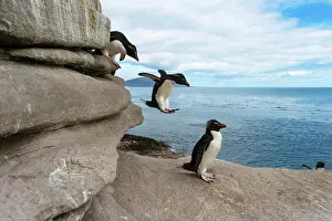 Chrysocome: Saunders Island, Rockhopper penguins (Eudyptes chrysocome)