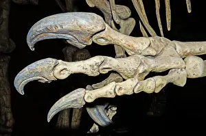 Master: Saurophaganax Dinosaur Claw Fossil
