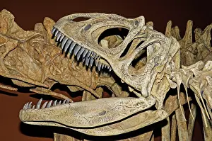 Master: Saurophaganax Dinosaur Skull Fossil