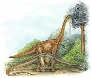 Reconstruction: Sauropod feeding strategies