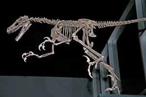 Fossilized: Saurornitholestes Skeleton