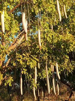 Sausage: Sausage Tree