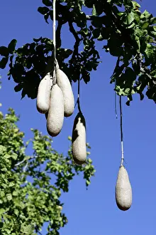Sausage: Sausage Tree