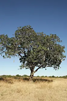 Sausage: Sausage Tree