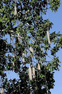 Sausage: Sausage Tree