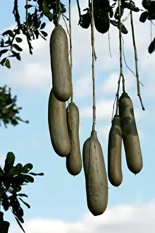 Sausage: Sausage Tree