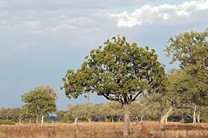 Sausage: Sausage Tree
