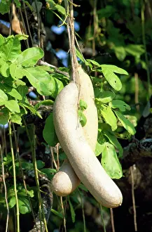 Sausage: Sausage Tree