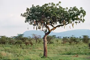 Pat Morris: Sausage Tree