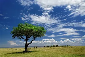 Sausage: Sausage Tree, Kigelia africana, Masai Mara