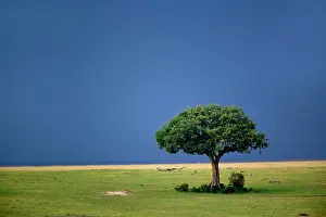 Sausage: Sausage Tree, Kigelia pinnata, Masai Mara