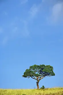 Sausage: Sausage Tree, Kigelia pinnata, Serengeti