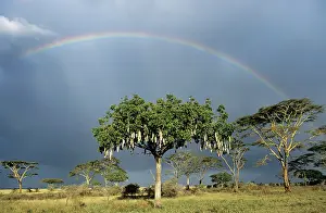 Sausage: SAUSAGE TREE - with rainbow