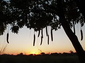 Sausage: Sausage Tree - at sunset at the bank of the Okavango River
