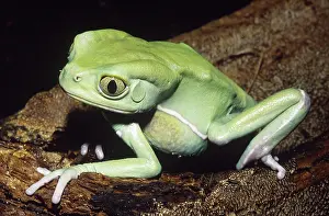 Sauvages: Sauvage's Leaf Frog