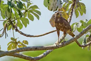 Cecropia: Savanna Hawk