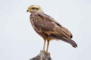 Meridionalis: Savanna Hawk