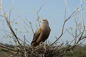 Cecropia: Savanna Hawk on Nest