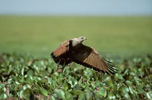 Meridionalis: Savanna Hawk - Taking off