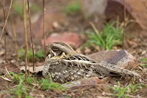 Tadoba: Savanna Nightjar (Caprimulgus affinis) adult, sitting