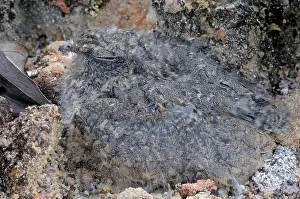 Nightjar: Savanna Nightjar Chick