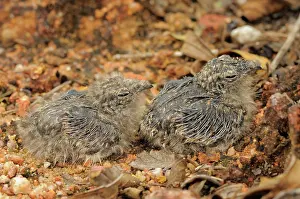Nightjar: Savanna Nightjar Chicks