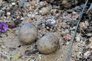 Nightjar: Savanna Nightjar Nest