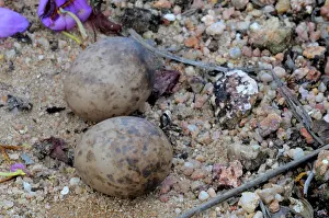 Nightjar: Savanna Nightjar Nest
