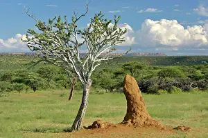 Acacias: Savanna scenery - acacia / camelthorn tree with