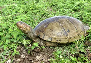 Vogli: Savanna Side-necked Turtle