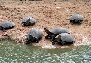Vogli: Savanna Side-necked TURTLE