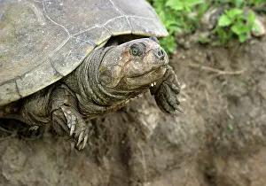 Vogli: Savanna Side-necked Turtle