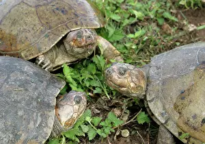 Vogli: Savanna Side-necked Turtle - three close-up
