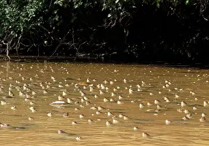 Vogli: Savanna Side-necked Turtle - mass in water