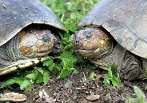 Vogli: Savanna Side-necked Turtle - two, close-up