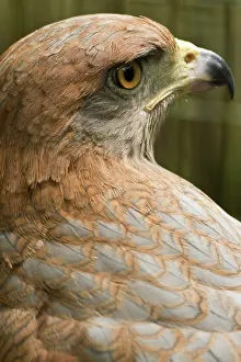 Panama: Savannah hawk, Buteogallus meridionalis
