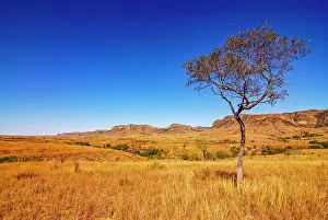 Madagascan: Savannah in the Isalo National Park, Madagascar