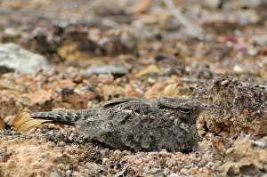 Concealment: Savannah Nightjar
