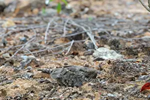 Concealment: Savannah Nightjar