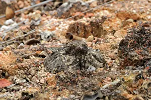 Concealment: Savannah Nightjar