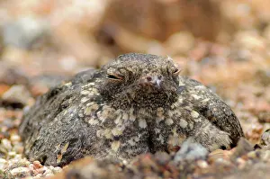 Concealment: Savannah Nightjar