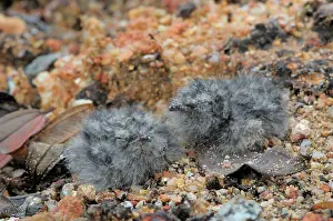 Nightjar: Savannah Nightjar Chicks