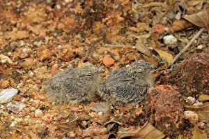 Nightjar: Savannah Nightjar Chicks