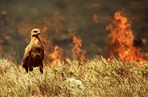 Fires: SAVANNAH / Savanna HAWK - hunting near fire