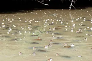 Vogli: Savannah Side-necked Turtle - mass in water