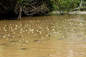 Vogli: Savannah Side-necked Turtle - mass in water