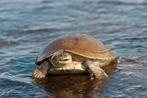 Hunted: Savannah Side-necked Turtle (Podocnemis