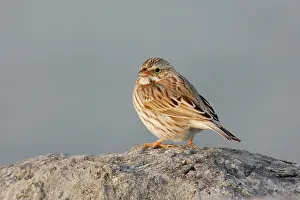 Sandwichensis: Savannah Sparrow